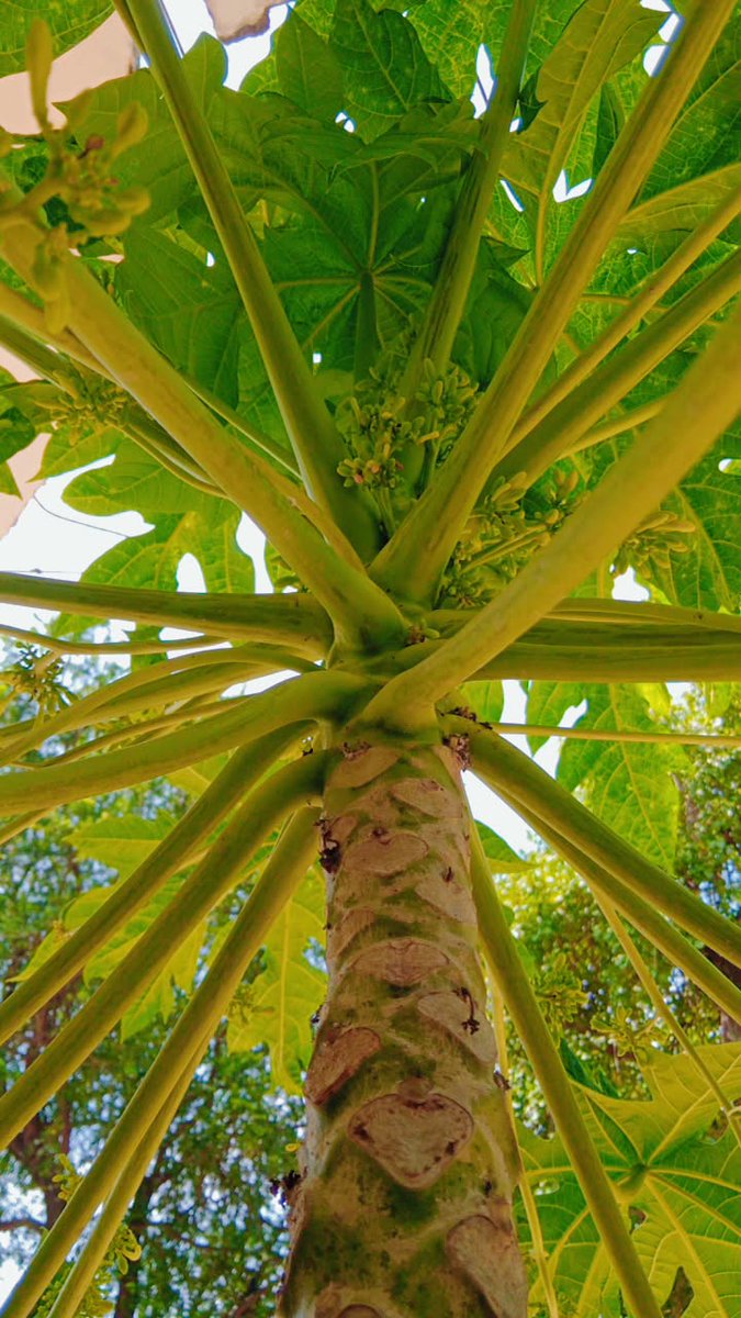 Tahniyatmehdi14's tweet image. Papaya tree in bloom 🌴📸✨

#NaturalBeauty #WildBloom