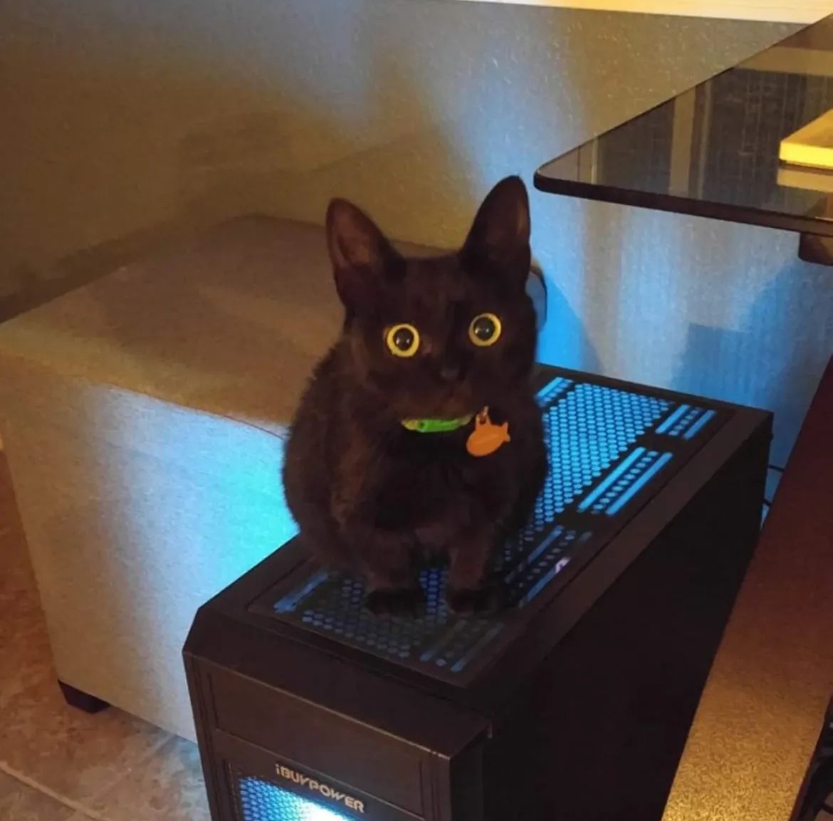 blackscats's tweet photo. https://t.co/jBr1IapeJ3