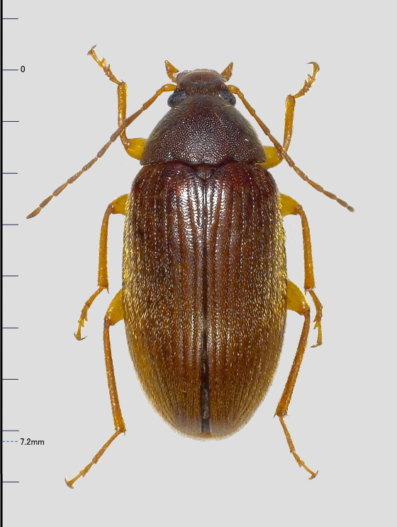yohbo's tweet image. クリイロクチキムシ？
Borboresthes acicularis (Marseul, 1876) 
トビイロクチキムシの可能性があるので？付きです。
20.Ⅵ.2025　対馬市厳原町　#対馬の昆虫