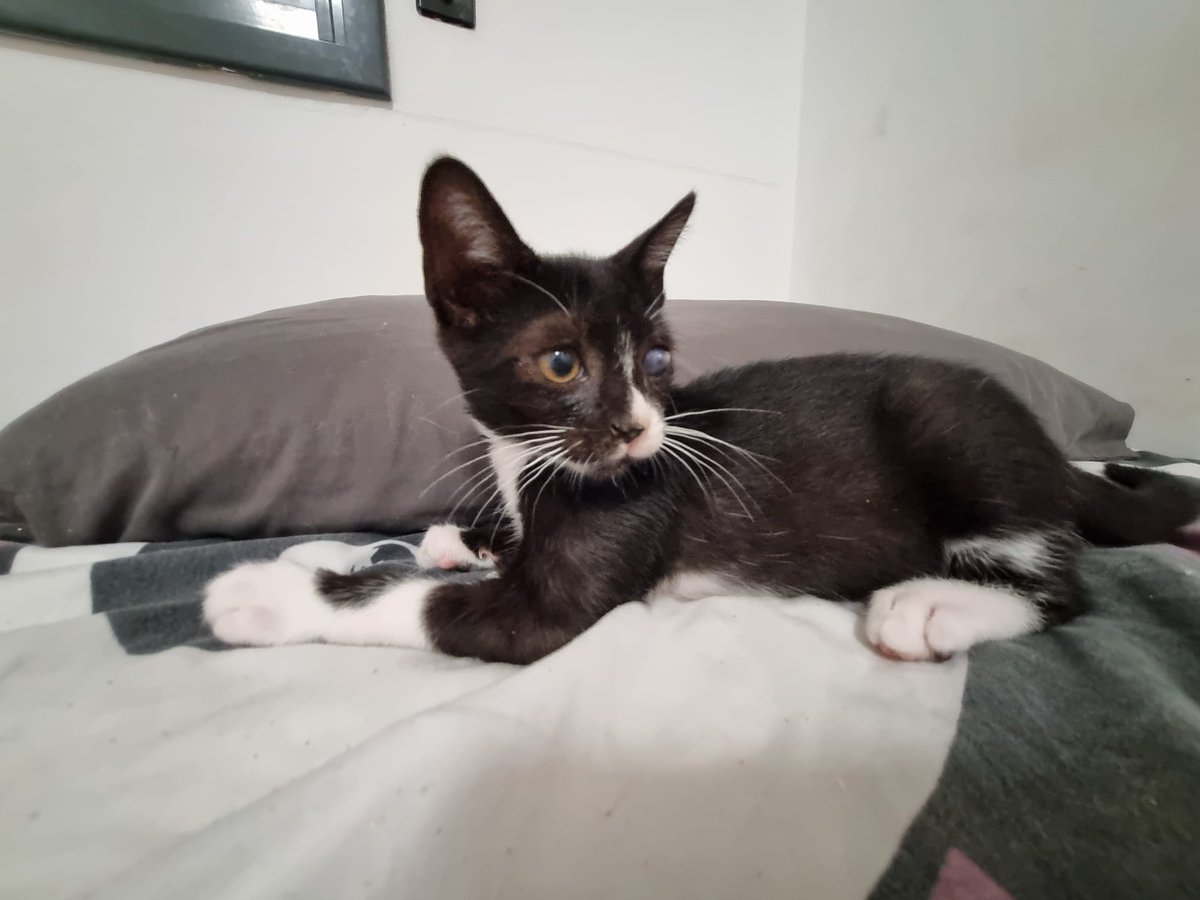 #Deltebre Aquests petits busquen #acollida o #adopcio responsable. Una persona els va rescatar d'un lloc no adient i amb un problema de salut. No els pot tenir i cerca acollida i adopció és #urgent ☎️ Marcela  613 60 67 66 #XarxaCatalunyaAdopcions #XarxaBarcelonaAdopcions