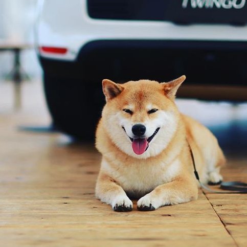 🐶💥 The internet smiled with him. Now the blockchain rises with him.

$MARU isn’t just another meme 
It’s Marutaro. It’s history. It’s heart.
And it’s just getting started. 😍
If you believe in legacy, loyalty, and legendary runs 🔥
🫵 Join the $MARU movement. 🚀🚀

Dexscreener: