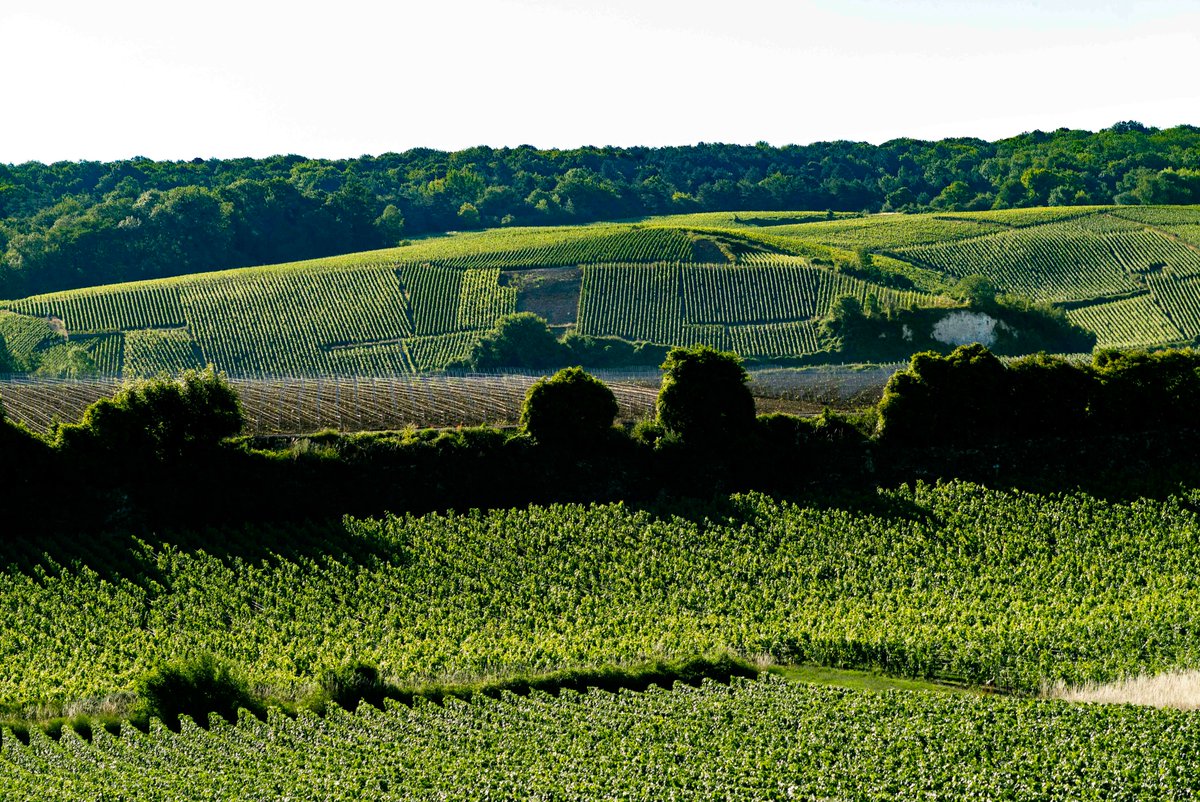 La semaine dans les galipes en Champagne (du 7 au 12 juillet) lachampagnedesophieclaeys.fr/la-semaine-dan… via La Champagne de Sophie Claeys
