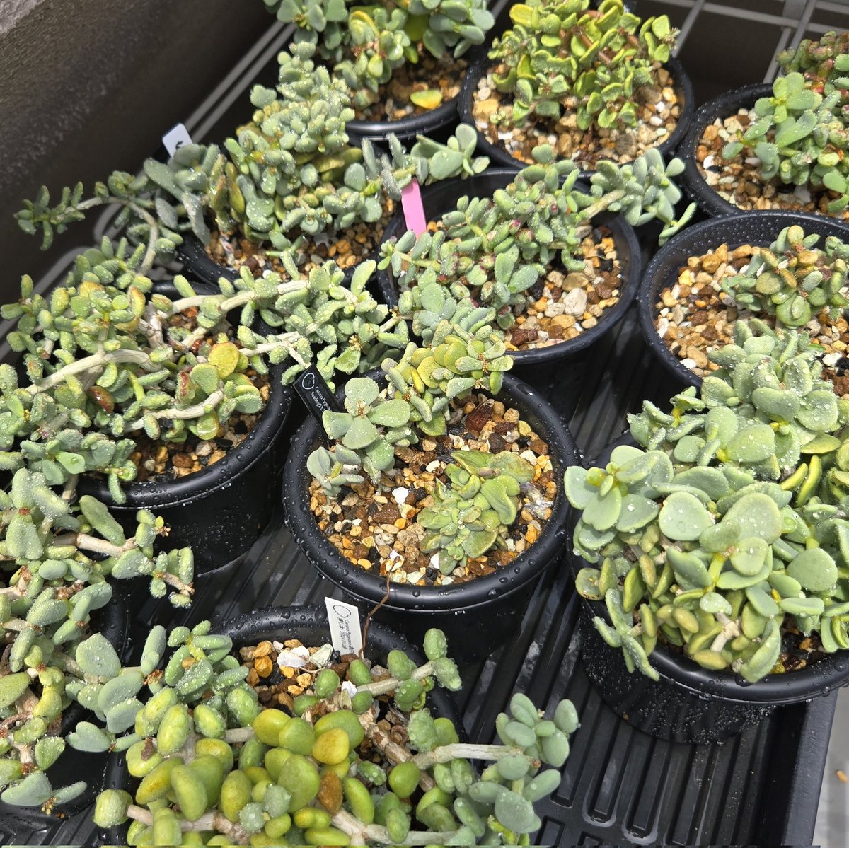 おそろい / 平成一桁ガチ園芸 tweet media