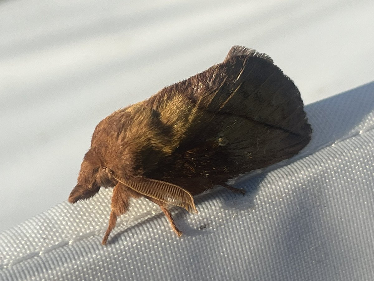 marcbuzzard's tweet image. An excellent catch last night at Maes-y-Fachrell LNR, Great Orme. 2 Chestnut-coloured Carpets were my first ever; real Great Orme speciality as it’s the only site to see these on North Wales. Several Garden Tiger + Drinkers also good to see as was a Lime-speck Pug ☺️👍 @cofnod