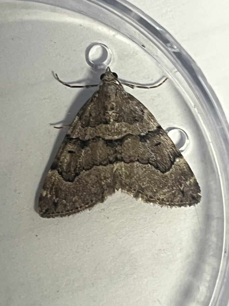 marcbuzzard's tweet image. An excellent catch last night at Maes-y-Fachrell LNR, Great Orme. 2 Chestnut-coloured Carpets were my first ever; real Great Orme speciality as it’s the only site to see these on North Wales. Several Garden Tiger + Drinkers also good to see as was a Lime-speck Pug ☺️👍 @cofnod