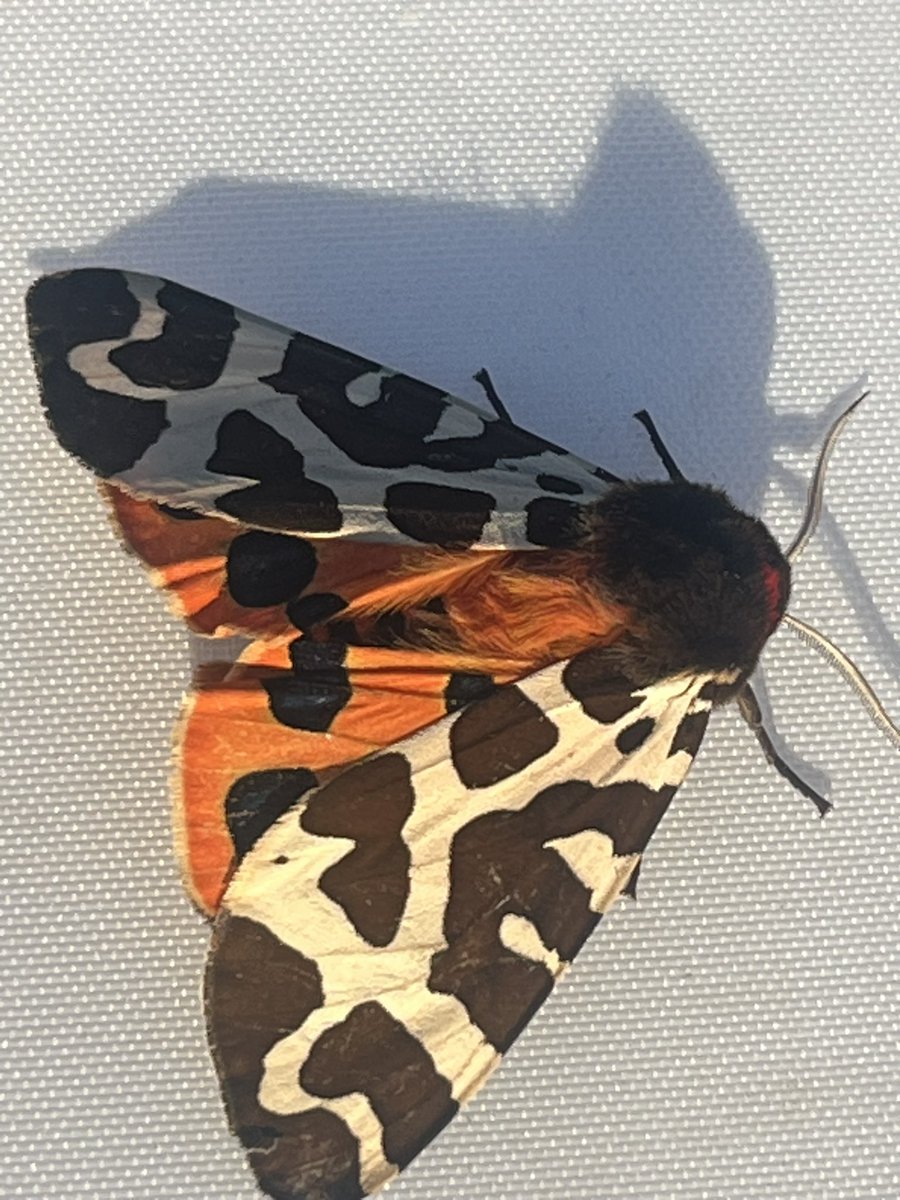 marcbuzzard's tweet image. An excellent catch last night at Maes-y-Fachrell LNR, Great Orme. 2 Chestnut-coloured Carpets were my first ever; real Great Orme speciality as it’s the only site to see these on North Wales. Several Garden Tiger + Drinkers also good to see as was a Lime-speck Pug ☺️👍 @cofnod