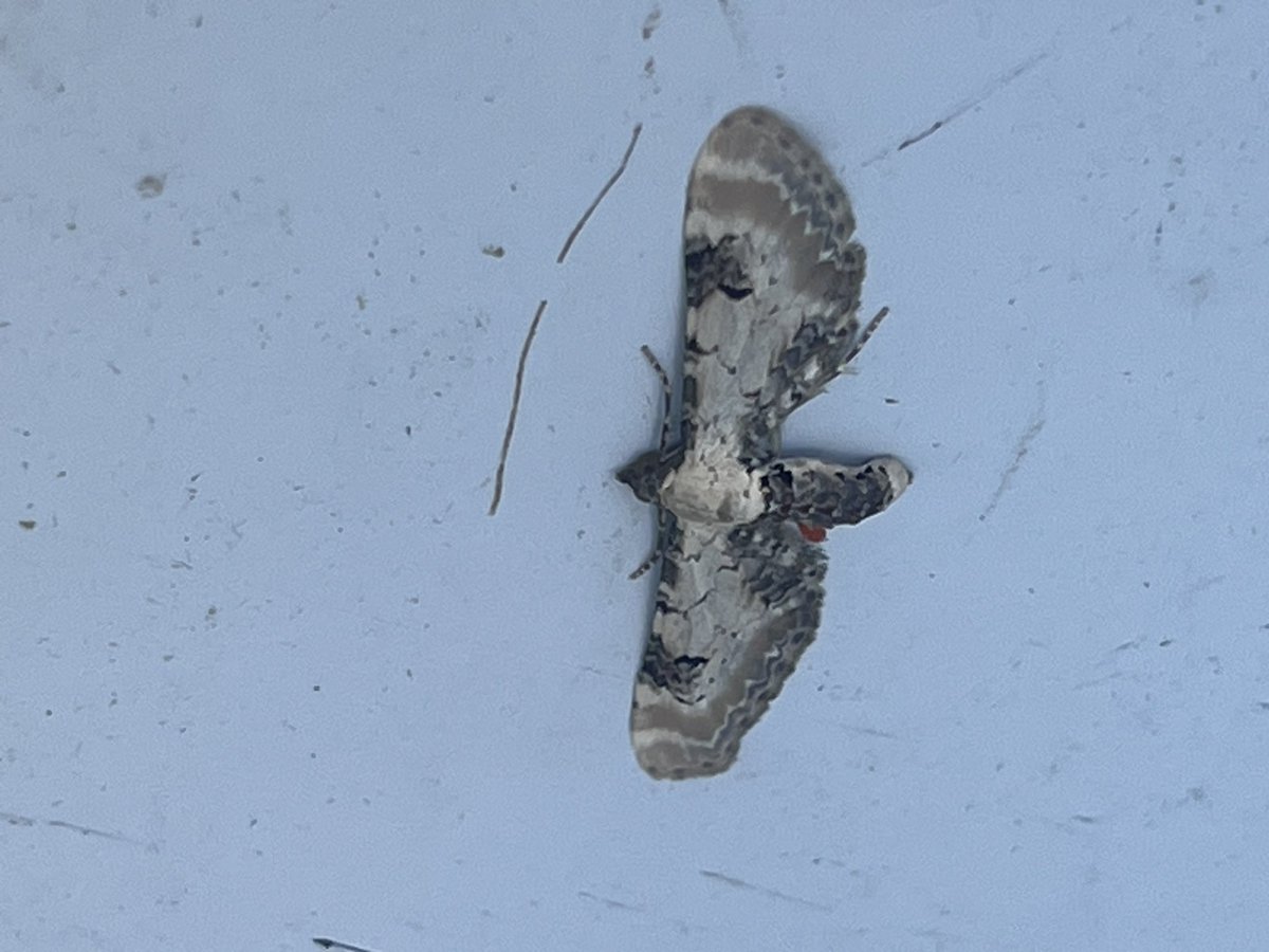 marcbuzzard's tweet image. An excellent catch last night at Maes-y-Fachrell LNR, Great Orme. 2 Chestnut-coloured Carpets were my first ever; real Great Orme speciality as it’s the only site to see these on North Wales. Several Garden Tiger + Drinkers also good to see as was a Lime-speck Pug ☺️👍 @cofnod