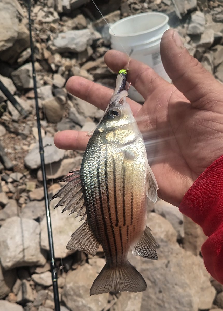 TONEROCK415's tweet photo. 🎣🇺🇸 #FISHANGLERAPP ❣️ ←🐟   #KASTKINGUSA  🇺🇸←🎏
CONTEST IS LIVE  🇭 $ 🇰 TEAM IS THERE .. FREE TO DOWNLOAD THE FISHANGLER APP🔥🔥, MAPS, DEPTH CHARTS, WAYPOINTS, NAVIONICS, TONS MORE JOIN THE FISHING FESTIVITIES 🎣🎣🎣🎣🎣🐟🐟🐟🐟🐟🐟 (PRO-STAFF) https://t.co/YjLnFpEqrN