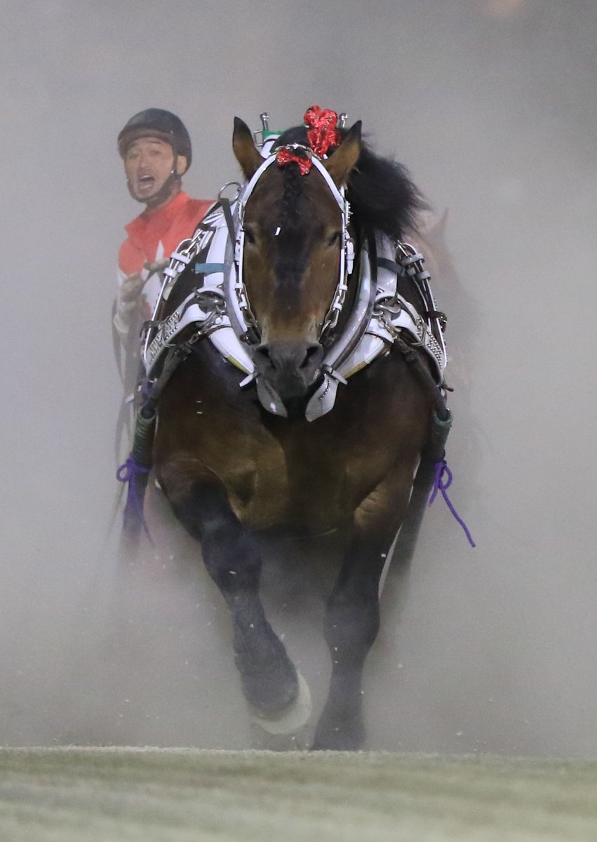 激レア写真❗トウカイテイオー　　　ダービー大外20番単枠指定❗ 激レア写真❗トウカイテイオー ダービー大外20番単枠指定