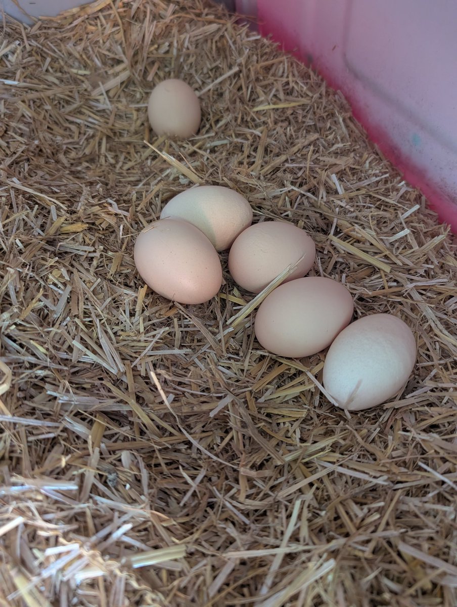Bitcoin changes your life in some really weird ways. 

This morning I'll be having eggs on toast. 

The bread was made by <a href="/HenryBTCchef/">The Bitcoin Chef</a>. 

The eggs from my chickens. 

Neither one happens without me going down the bitcoin rabbit hole. 

This is the way.