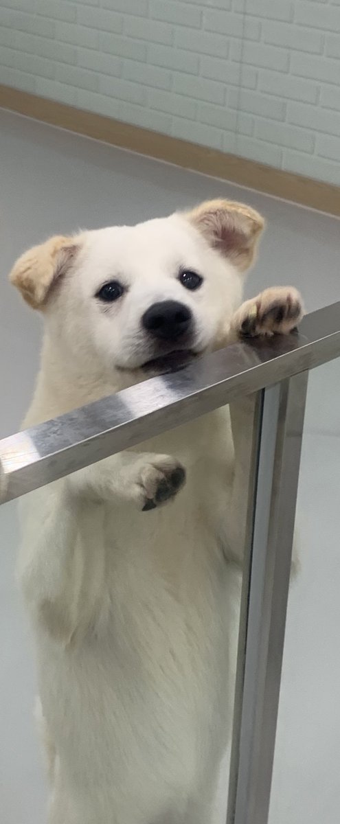 일케 이쁜 순둥이에요
남양주시보호소에 있습니다

이미 공고 기한이 지난 아이라
언제까지 기회가 있을지 모릅니다
도와주려는 사람이 있을 때
많이 알티해주세요