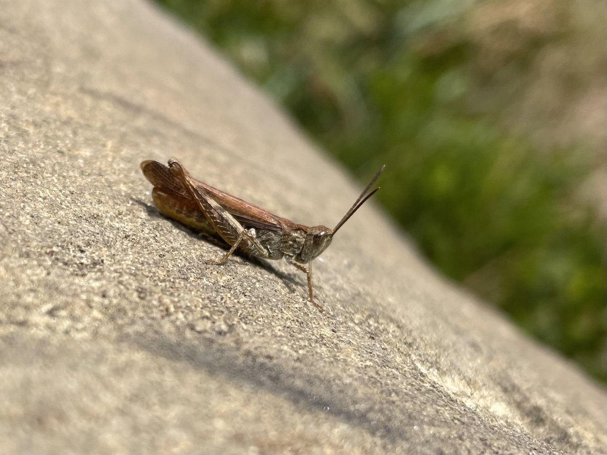 W82Matt's tweet image. Small Coppers, Cinnabar caterpillars and Grasshoppers this morning at Thurlstone Quarry. @savebutterflies @BNAscience @barnsley_nats