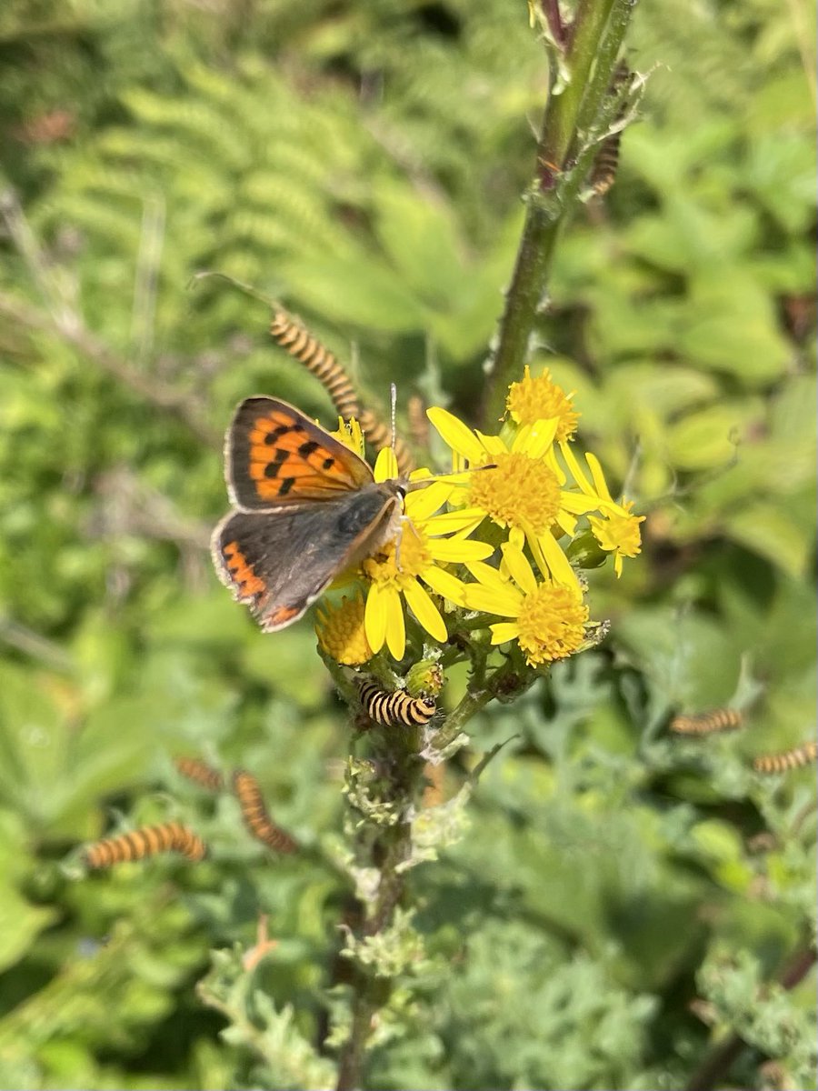 W82Matt's tweet image. Small Coppers, Cinnabar caterpillars and Grasshoppers this morning at Thurlstone Quarry. @savebutterflies @BNAscience @barnsley_nats
