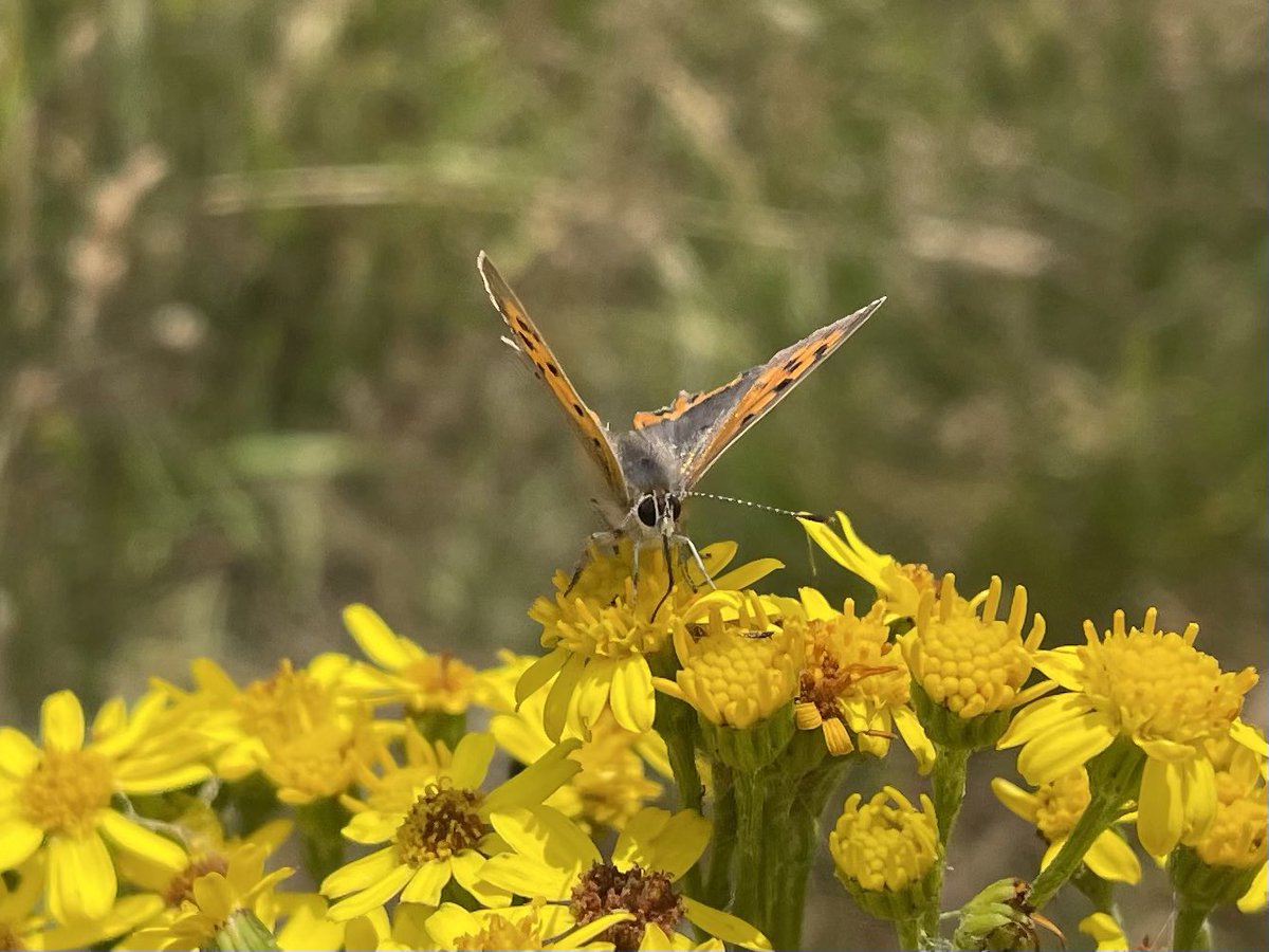 W82Matt's tweet image. Small Coppers, Cinnabar caterpillars and Grasshoppers this morning at Thurlstone Quarry. @savebutterflies @BNAscience @barnsley_nats