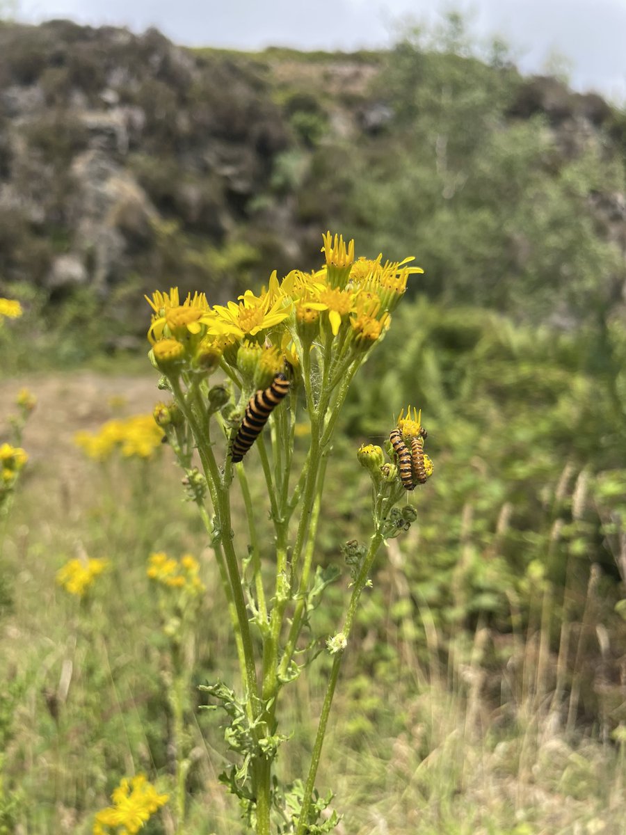 W82Matt's tweet image. Small Coppers, Cinnabar caterpillars and Grasshoppers this morning at Thurlstone Quarry. @savebutterflies @BNAscience @barnsley_nats