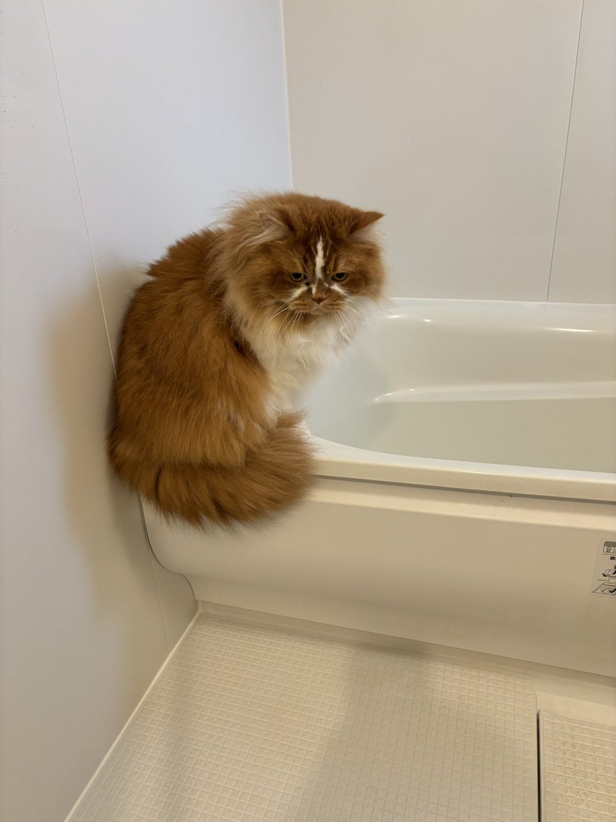 ririss_n's tweet photo. お風呂のお湯はりが気になるライくん！ https://t.co/6mKmlrUeVc