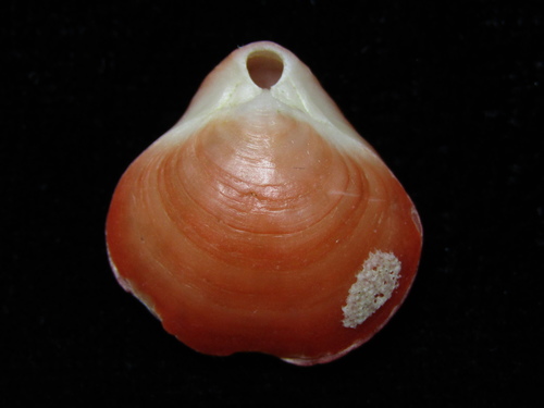Invertebratist's tweet photo. 腕足類は二枚貝に似てはいますが内部構造が全く異なります．
中身は正直すっからかんで，二枚目に写っている骨状の構造に触手冠とよばれる濾過器官がついています．

これはニュージーランドの海岸でよく拾える固有種，Calloria inconspicua． https://t.co/StRcI4Smj8
