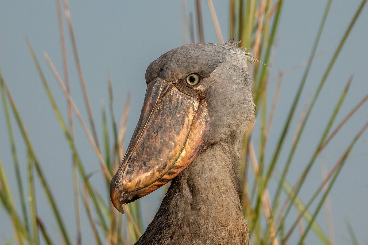 ShoebillsTDS's tweet photo. Had a brief vacation largely spent rotting in the harsh, unforgiving light of day.

I did not get you a souvenir. https://t.co/QVEEqNGvG9