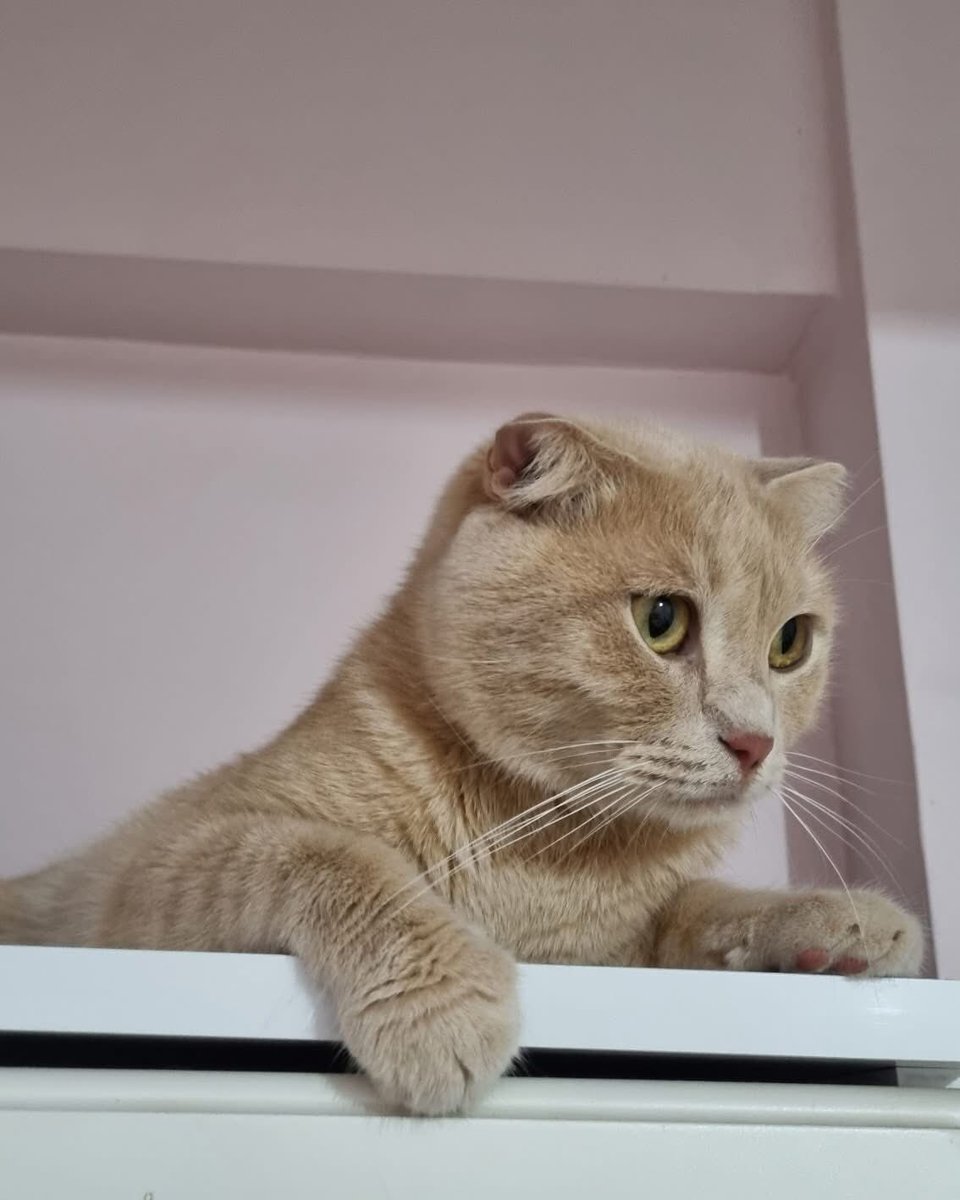 TERK EDİLECEK ÖMÜRLÜK YUVA ARIYORUZ!

Yer:İstanbul Zeytinburnu 
İletişim:05449538153

Fındık 1.5 yaşında dişi ve kısır. Sevecen ve enerjik bir kedi. Sahiplendiremezsek sokağa bırakılacak.:(