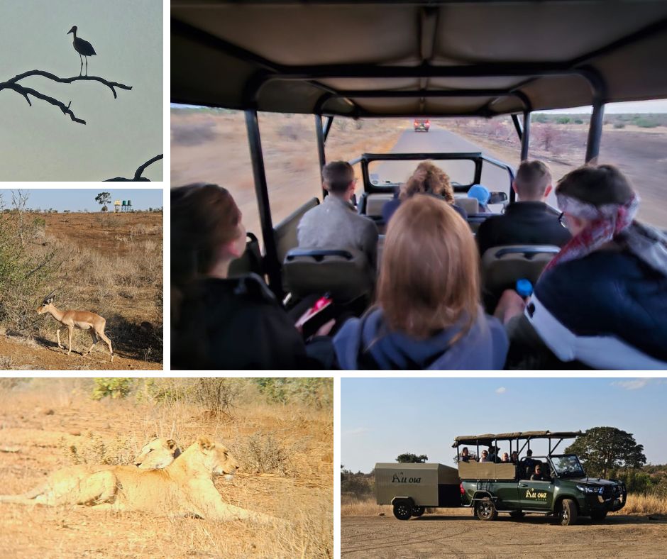 ncpontefract's tweet image. Safari time for world challengers in Kruger National Park. 15 mins on the the van and we saw the Lions! Our guide tells us we're very lucky! 🦁🇸🇿