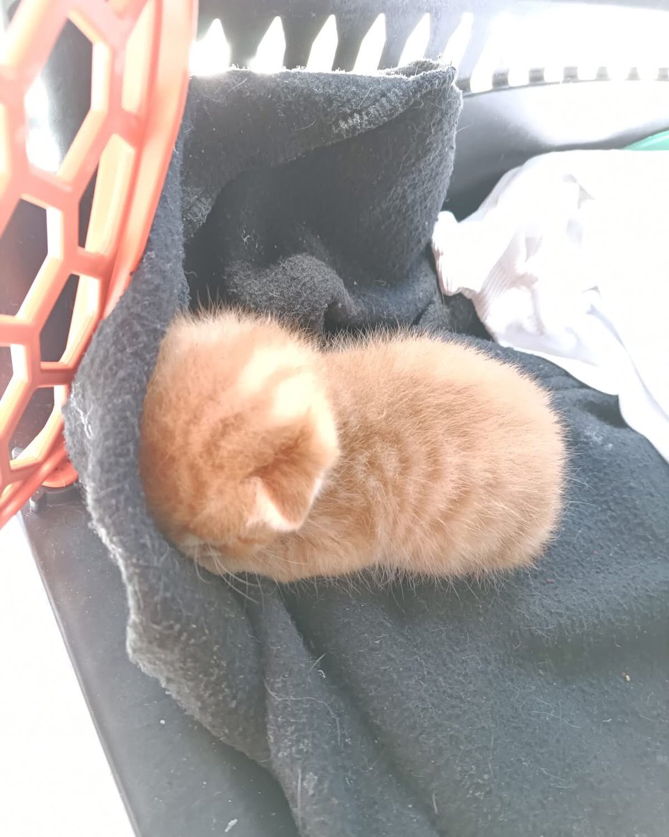 İSTANBUL ÇEKMEKÖY ACİL SÜT ANNE ARIYORUZ!

Yer:İstanbul Çekmeköy 
İletişim:0541 457 89 19

Merhaba Ölmüş kardeşiyle çöp kenarında bir kutuda ağlarken bulundu. Gözleri yeni açıldı. Biberon emiyor. Sağlık sorunu yok. Lakin bulan kişi bakamiyor."