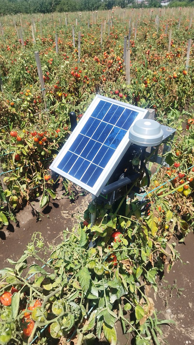 saporivesuviani's tweet photo. Oggi fare #agricoltura, con gli sconvolgimenti climatici in atto, non è una cosa semplice e non è da tutti.
Noi grazie all'#esperienza, al #sapere accademico ma soprattutto all'#Innovazione tecnologica (#DDS e #IA) e l'utilizzo di sostanze naturali, siamo riusciti ad avere https://t.co/kF1Femts2x