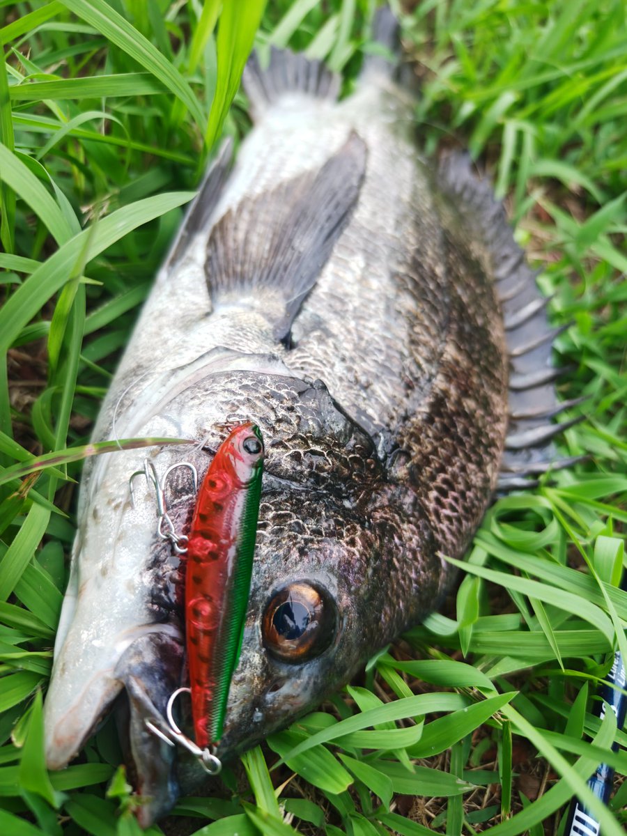 N4oNagashima's tweet photo. チヌはスイカで釣れる。はっきりわかんだね
#ZIPBAITS #ジップベイツ
#フェイキードッグDS #FakieDog
#チニング
@fimosw
#fimo #チヌツローゼ2025 https://t.co/saO7FykU2v