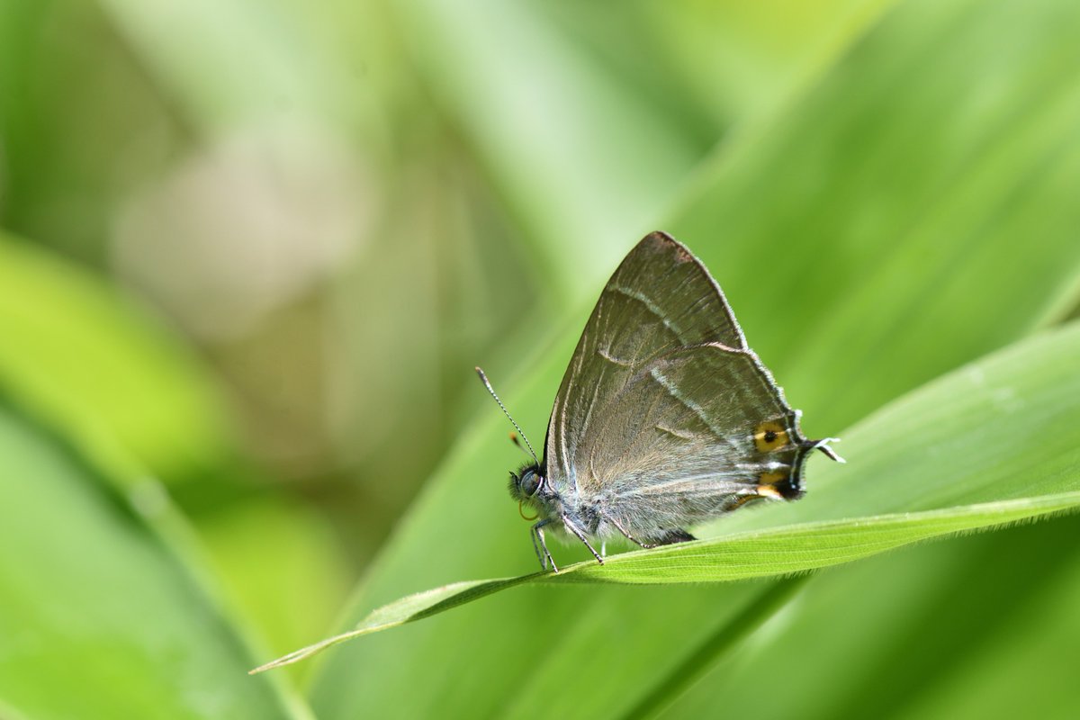 たまに見ます。 (@turbot_tst) / Posts / X