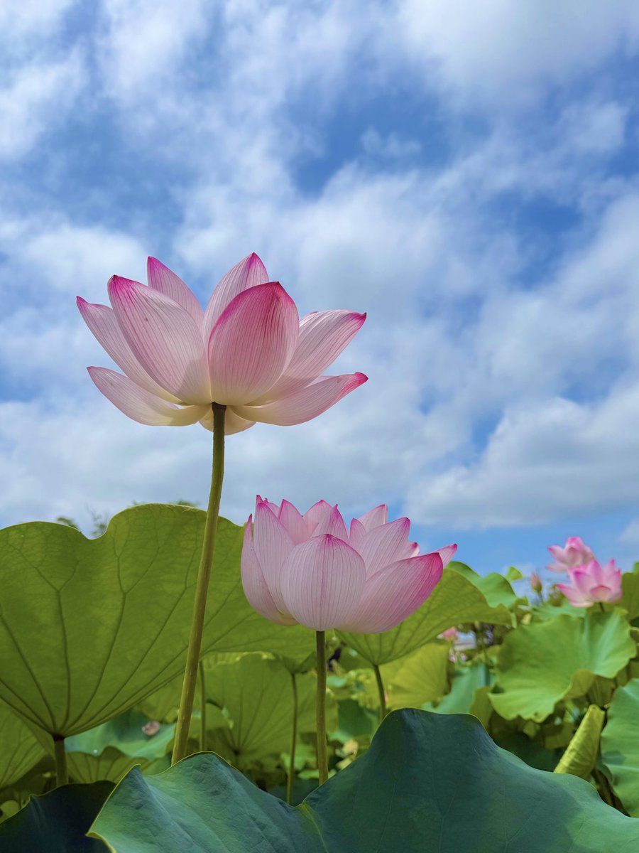 AK52008210's tweet image. こんばんは✨
今日 埼玉県 行田市
古代蓮の里にて
蓮の花🪷
今日も一日お疲れ様でした
︎︎𓂃⟡.·
#TLを花でいっぱいにしよう