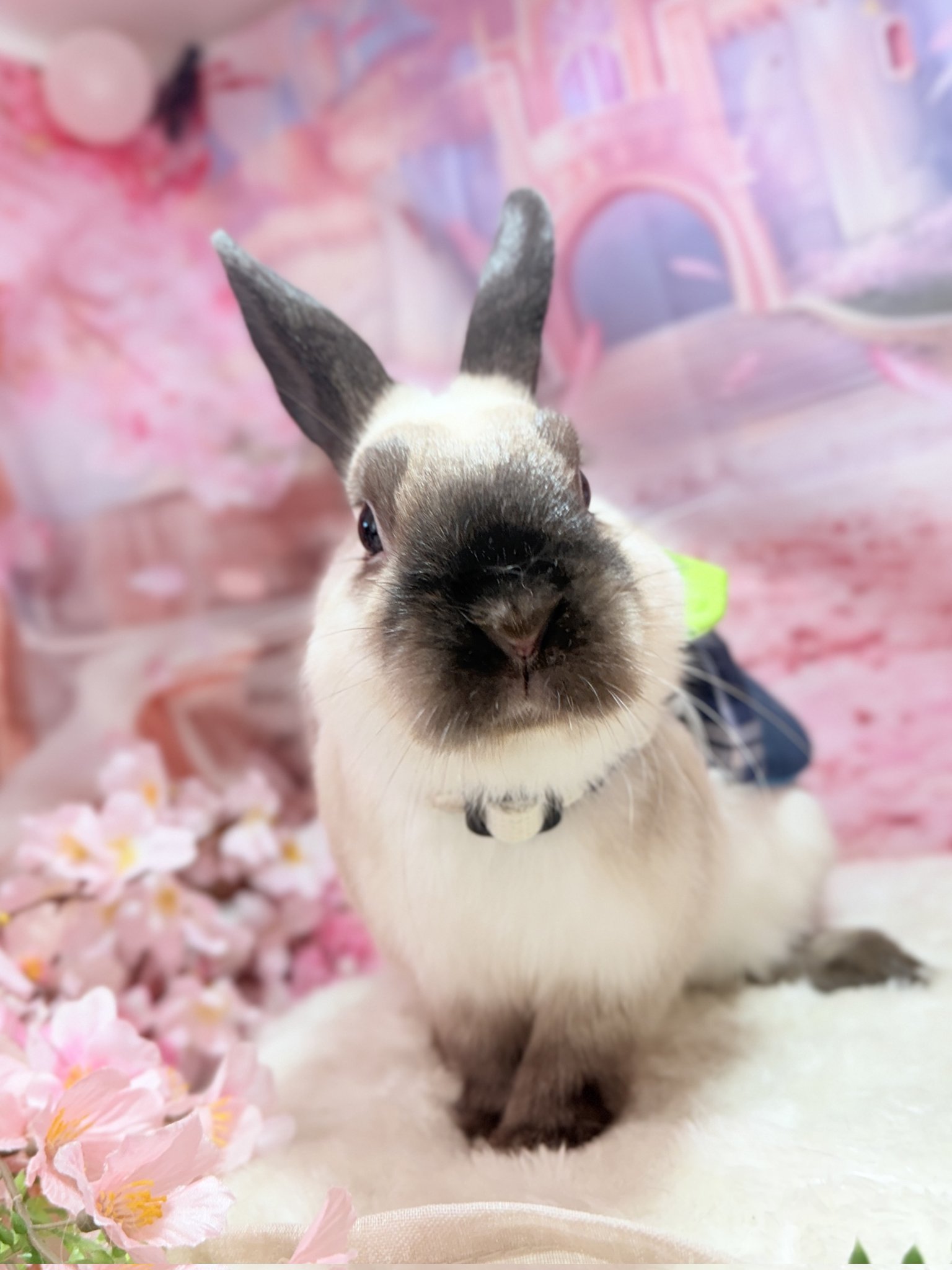 うさちゃん 2Vzb97s0K0Sf3Ul8U_bc813d82-