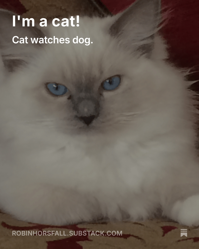 I'm a cat!  

A cat sits on a high wall and watches someone give orders to a dog.

open.substack.com/pub/robinhorsf…