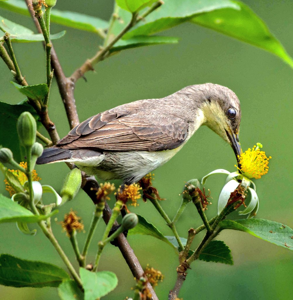 A female purple sunbird feeding on fresh blossoms of a fruiting tree, captured in Birote, located in the western Outer Himalayas of Pakistan. Photo taken in July 2025 at an elevation of 3,500 feet above sea level.  
<a href="/OrnithoPakistan/">Birds of Pakistan</a> 
#birdphotography #biodiversity #wildlife