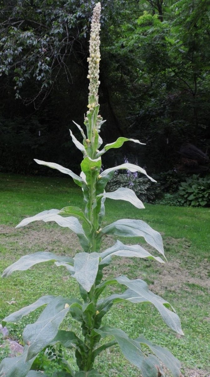 Common name; mullein. 
Scientific name. Verbascum thapsus.

Let talk about catarrh. 

The tea made from the leaves 🍃 of mullein is the best remedy for cold that brings congestion, cough, sore throat, and inflammatory pain. 

Then, 
Drop with 🧵🧵👇