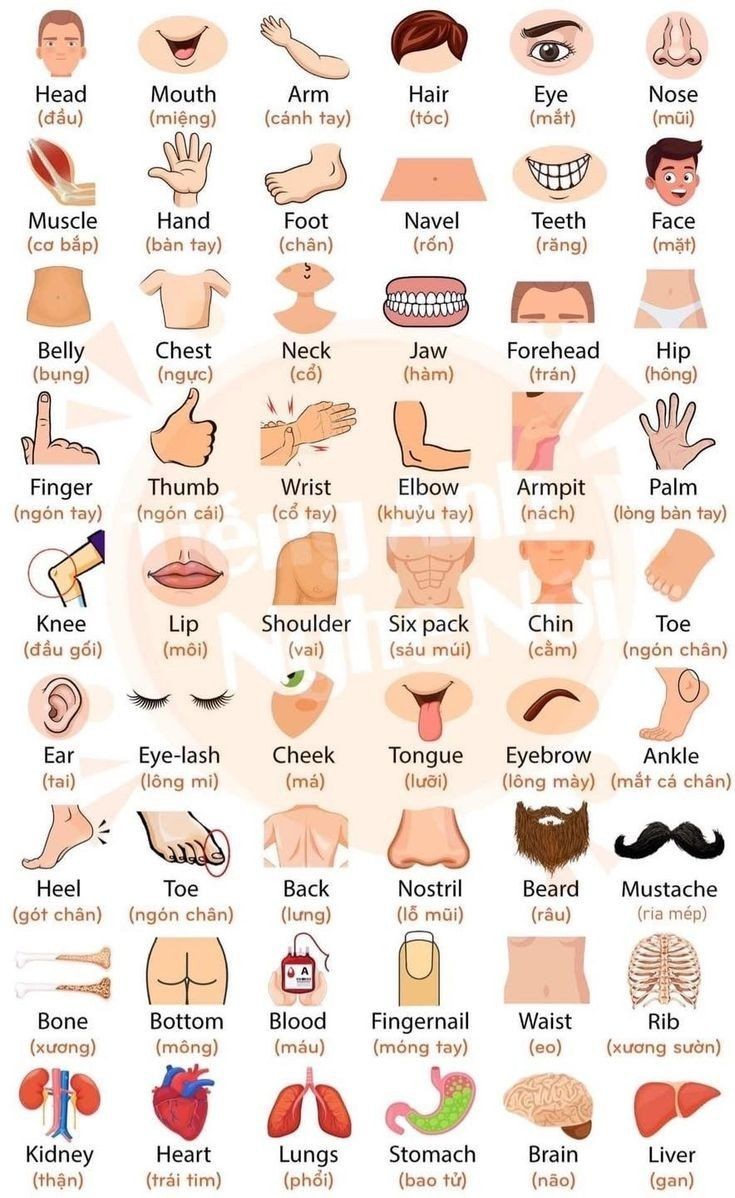 HowLearn101's tweet image. Types of body