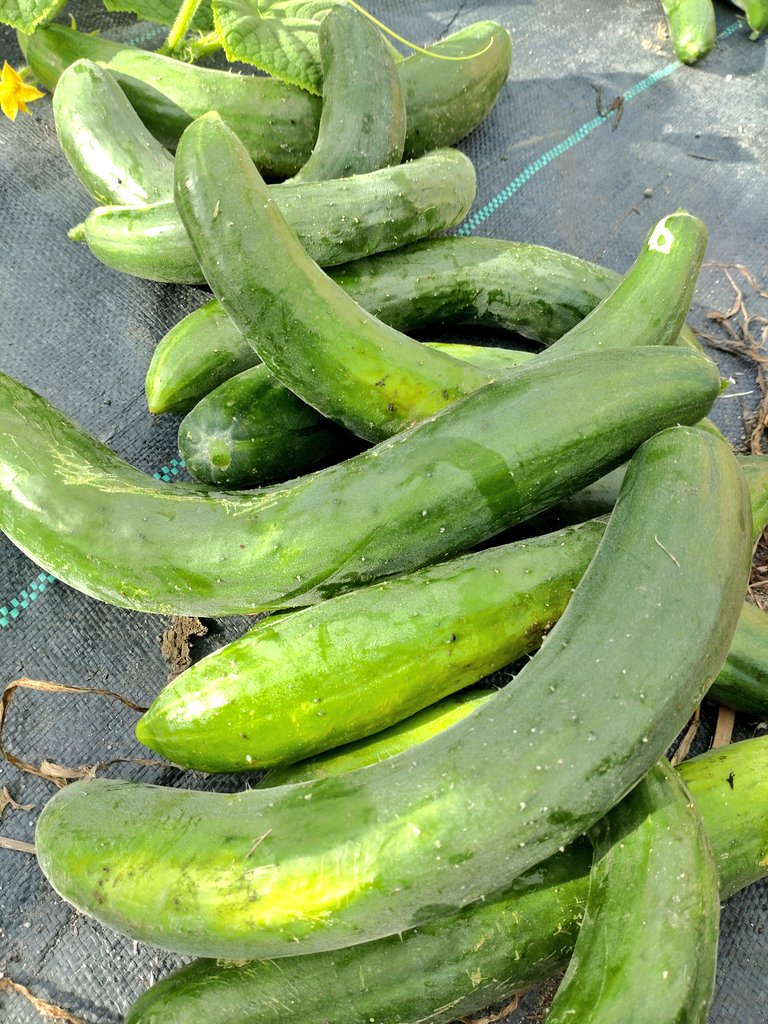 pyo_pyo_pyo__2's tweet image. 昨日畑をさぼったのできゅうりが激おこでした
ごめんて…