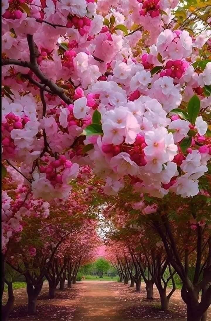 💠꧁𓊈𒆜BEAUTY𒆜𓊉꧂💠
▪️◾◼️✴️ #Nature ✴️ ◼️◾▪️

#NaturePhotograph #NatureBeauty 
#naturelovers

🌍🦋🌿🐦‍⬛🏔️🌊🏝️🐦‍⬛🌿🦋🌍