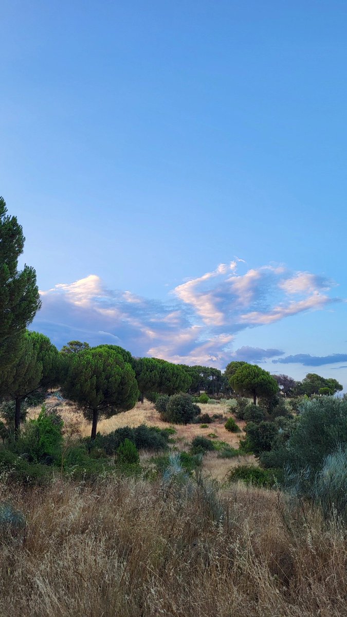 virginiagarzaB's tweet image. A veces lo único que se necesita es silencio, paseos y tranquilidad.