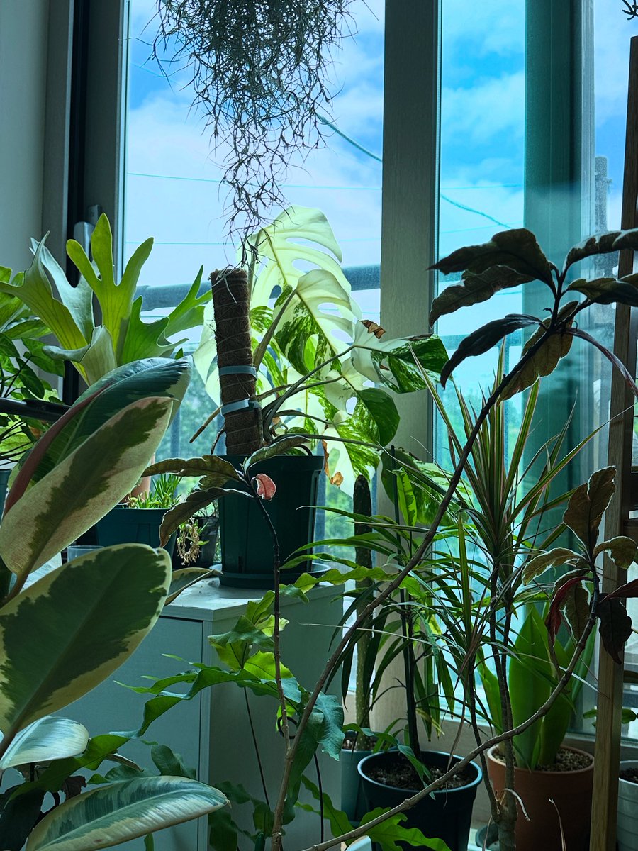 melpo38's tweet photo. 내가 좋아하는 아침의 베란다🌱
#베란다 #식물 https://t.co/355CF6lJGM