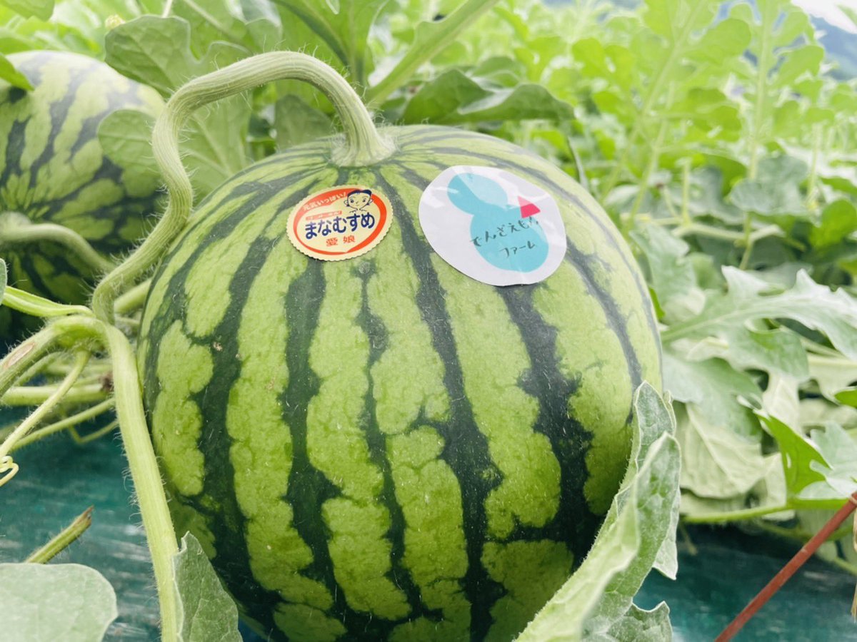 denzenfarm's tweet photo. お待たせ致しました✨
第129回プレゼント企画🎁
小玉すいか🍉愛娘さくら
1玉×2名様にプレゼント✨

☆応募方法
①フォロー＆
②このポストをリポスト
〆切は7月16日水曜日23時59分まで
当選結果はDMにてご連絡します🙇‍♀️

BASE↓
https://t.co/SQVH7F6ZKQ https://t.co/W8ElPNnjlf