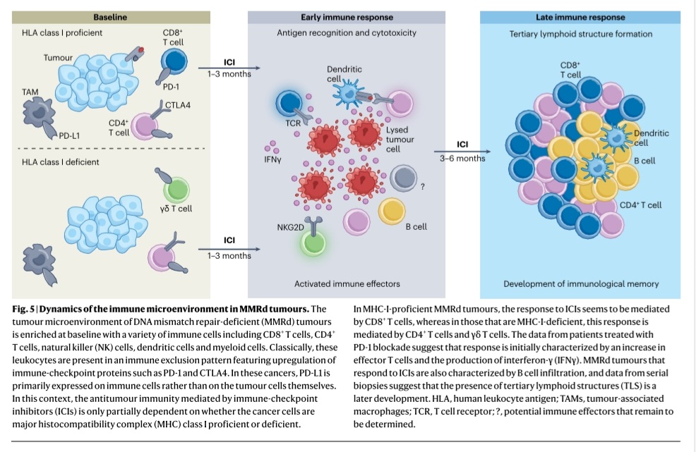 Dra. María Natalia Gandur Quiroga (@nataliagandur) on Twitter photo 🌟Therapeutic Targeting of MMR-Deficient Cancers🌟
🖋️ Paul Johannet, Benoit Rousseau, Carol Aghajanian,
<a href="/MikeFooteMD/">Mike Foote</a> <a href="/MSKCancerCenter/">Memorial Sloan Kettering Cancer Center</a> <a href="/ldiaz1971/">Luis Diaz</a>
<a href="/NatureRevCancer/">Nature Reviews Cancer</a> <a href="/Nature/">nature</a> <a href="/OncoAlert/">OncoAlert</a>
“MMRd tumors: an immunogenic paradox — vulnerable yet resilient”
🔵 Immune-checkpoint inhibitors 🌟Therapeutic Targeting of MMR-Deficient Cancers🌟
🖋️ Paul Johannet, Benoit Rousseau, Carol Aghajanian,
<a href="/MikeFooteMD/">Mike Foote</a> <a href="/MSKCancerCenter/">Memorial Sloan Kettering Cancer Center</a> <a href="/ldiaz1971/">Luis Diaz</a>
<a href="/NatureRevCancer/">Nature Reviews Cancer</a> <a href="/Nature/">nature</a> <a href="/OncoAlert/">OncoAlert</a>
“MMRd tumors: an immunogenic paradox — vulnerable yet resilient”
🔵 Immune-checkpoint inhibitors