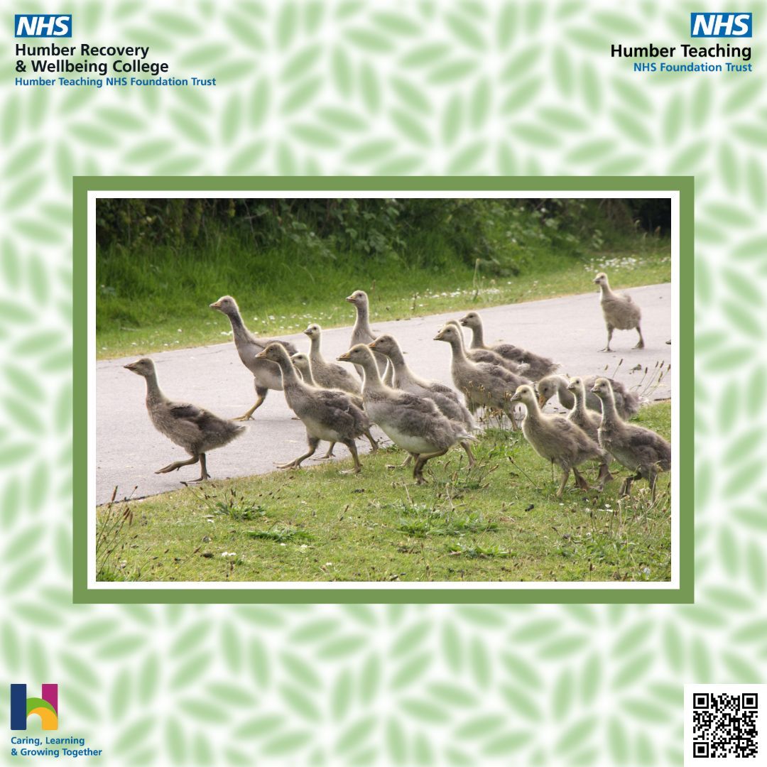 This Sunday, we have a lovely photo of the Goslings in Pickering Park, captured beautifully by Nadine 💐

If you have any work you'd like us to share, email us at HNF-TR.RecoveryCollege@nhs.net 

#Photography #RecoveryCollege #MentalHealth #Gosling #RecoveryAndWellbeingCollege