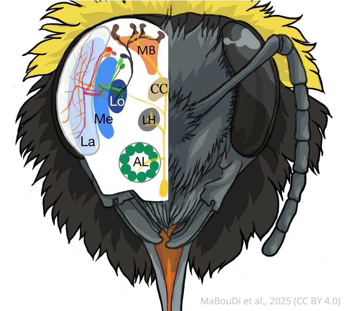 eLife - the journal tweet media