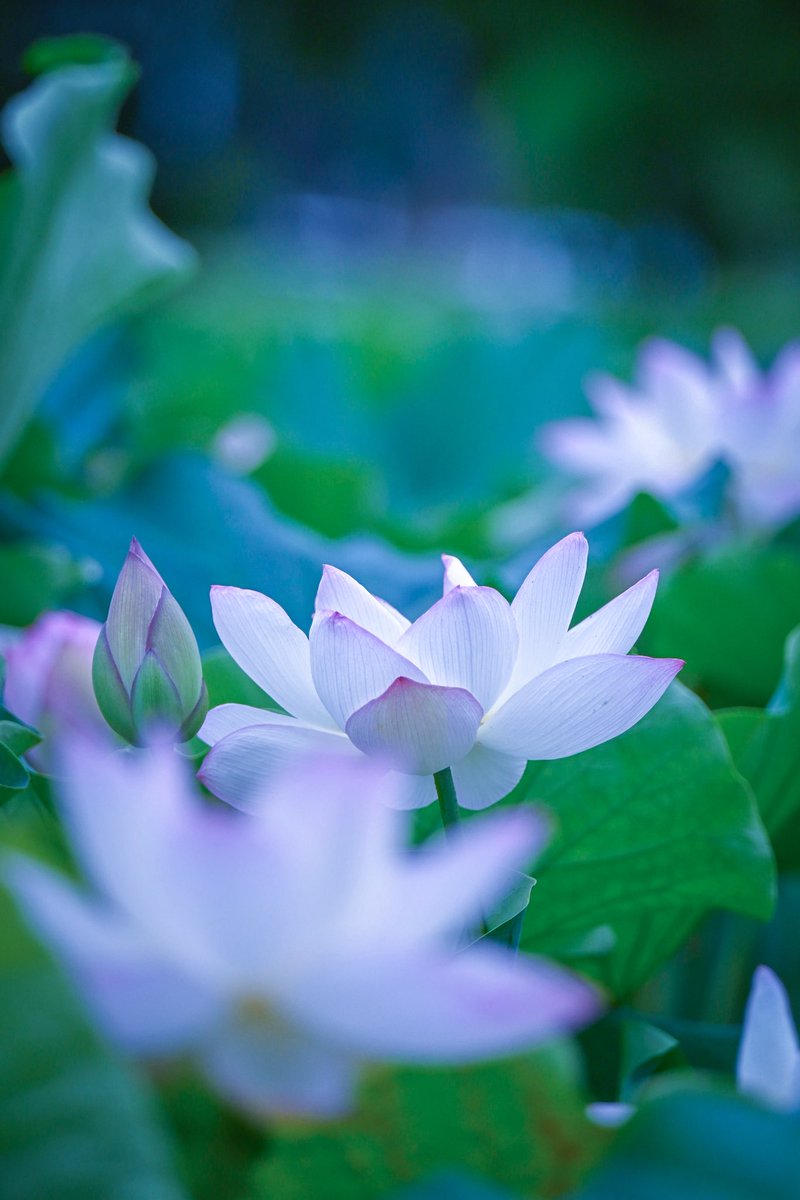 knight_amg's tweet image. 淡く咲いて…🪷