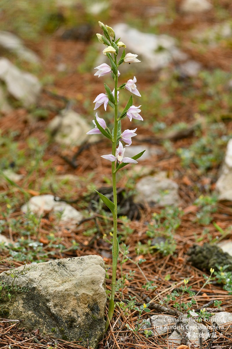 Wenbo77's tweet image. The Kurdish Cephalanthera (Cephalanthera kurdica), SW Anatolia, Turkiye.
#floraofturkey #库尔德头蕊兰 #Cephalanthera #terrestrialorchid #地生兰