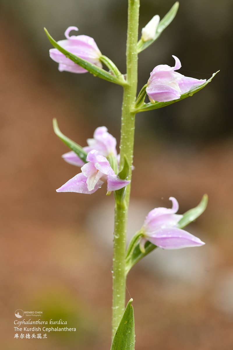 Wenbo77's tweet image. The Kurdish Cephalanthera (Cephalanthera kurdica), SW Anatolia, Turkiye.
#floraofturkey #库尔德头蕊兰 #Cephalanthera #terrestrialorchid #地生兰