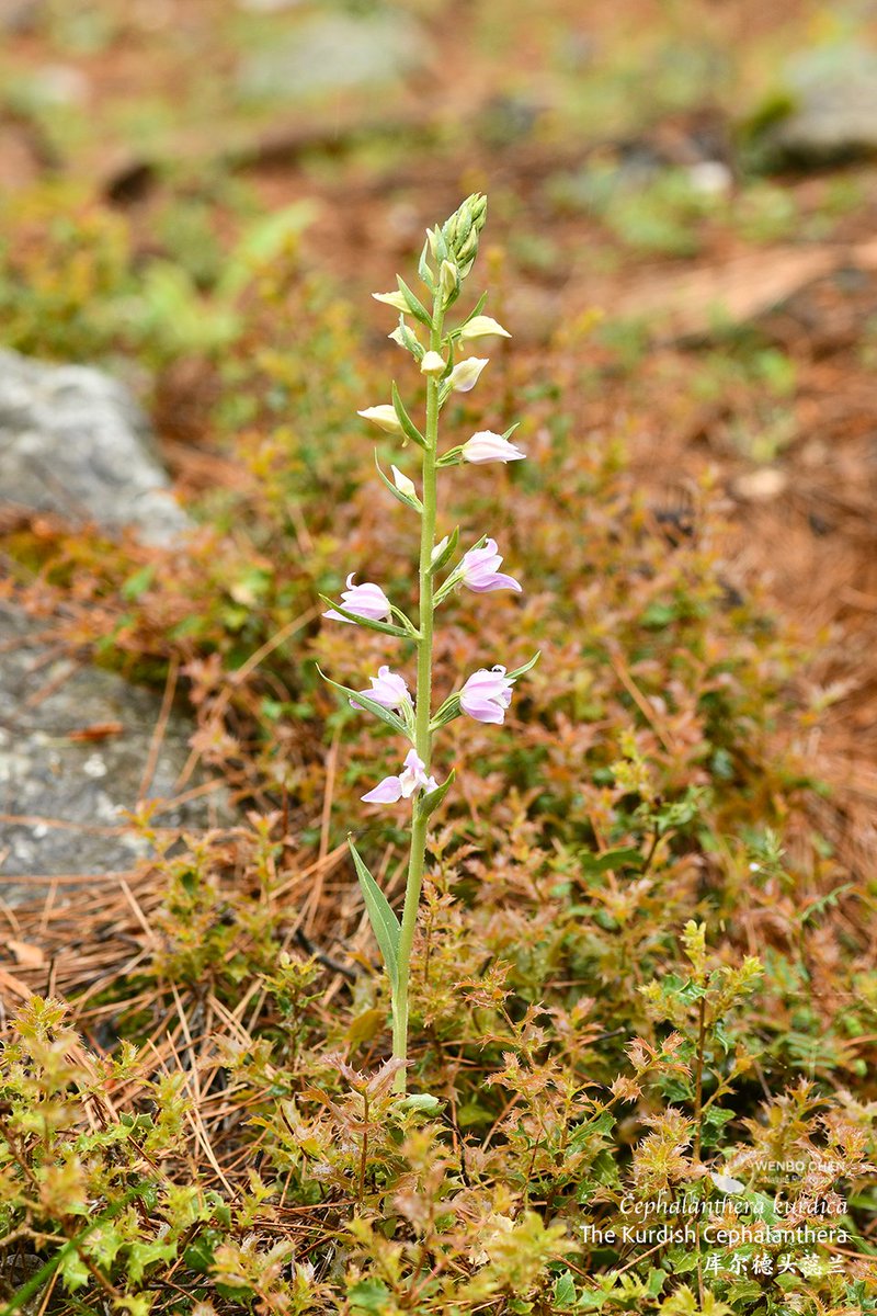 Wenbo77's tweet image. The Kurdish Cephalanthera (Cephalanthera kurdica), SW Anatolia, Turkiye.
#floraofturkey #库尔德头蕊兰 #Cephalanthera #terrestrialorchid #地生兰