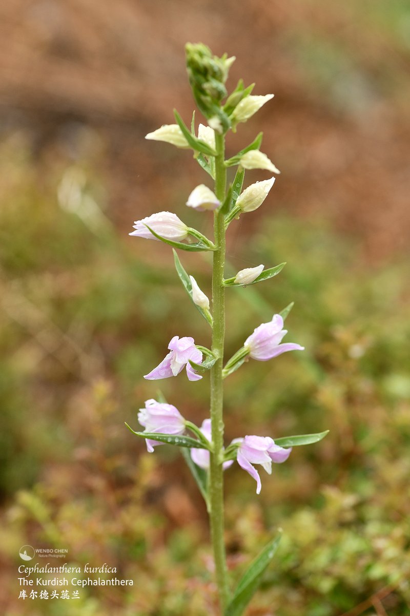 Wenbo77's tweet image. The Kurdish Cephalanthera (Cephalanthera kurdica), SW Anatolia, Turkiye.
#floraofturkey #库尔德头蕊兰 #Cephalanthera #terrestrialorchid #地生兰