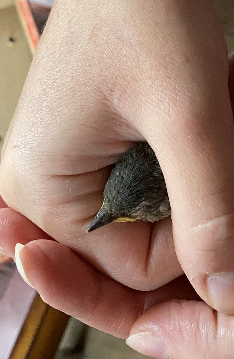 Domenica iniziata con un piccolo di passerotto (credo) caduto dal nido, adesso è all’enpa