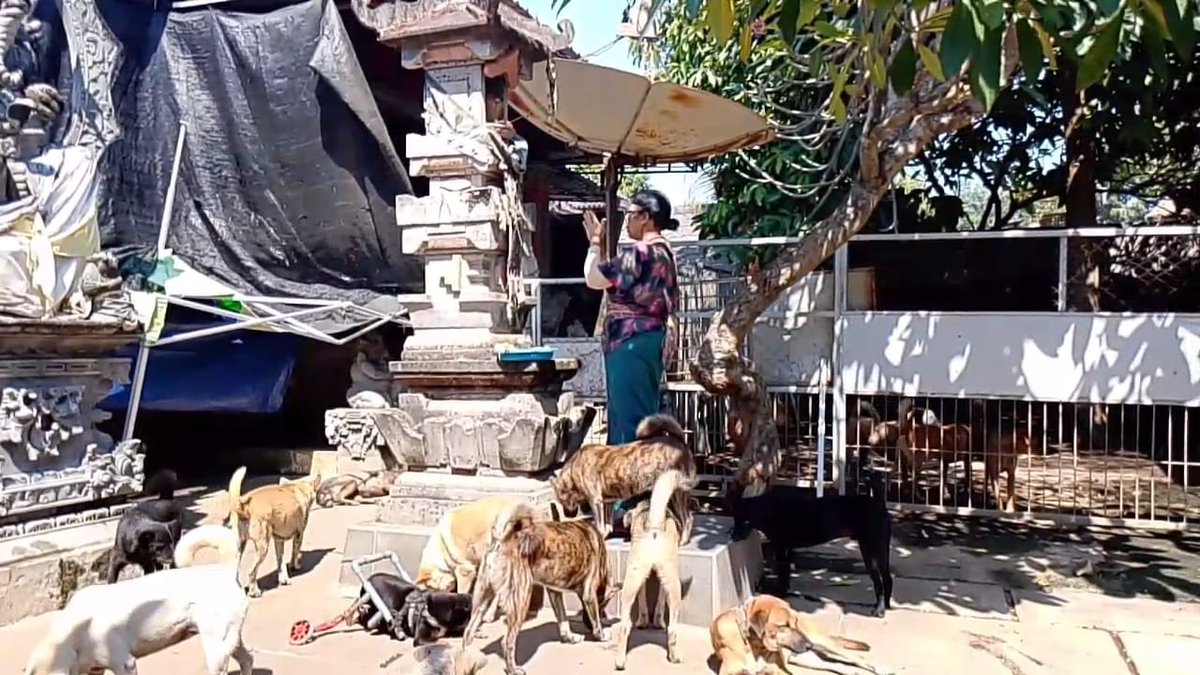 BaliAid's tweet image. Yesterday was animal celebration day in Bali, so after a little ceremony they were all sprinkled with holy water to expel any demons. As you can see, they all thoroughly enjoyed it 😂🐶🐾❤