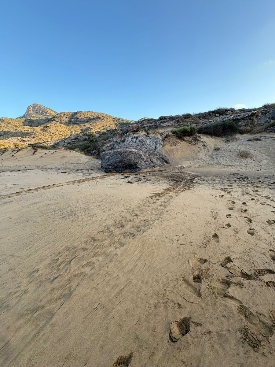 Consejería M. Ambiente, Univ., Invest. y Mar Menor (@ambientalrm) on Twitter photo La #RegióndeMurcia sigue consolidándose como #TerritorioTortuga
🐢Esta pasada noche, una tortuga boba ha desovado en la playa de Negrete dentro del <a href="/CalblanquePR/">Parque Regional de Calblanque</a>
Los técnicos y Agentes Medioambientales trabajan ya en la zona para proteger el nido. La #RegióndeMurcia sigue consolidándose como #TerritorioTortuga
🐢Esta pasada noche, una tortuga boba ha desovado en la playa de Negrete dentro del <a href="/CalblanquePR/">Parque Regional de Calblanque</a>
Los técnicos y Agentes Medioambientales trabajan ya en la zona para proteger el nido.